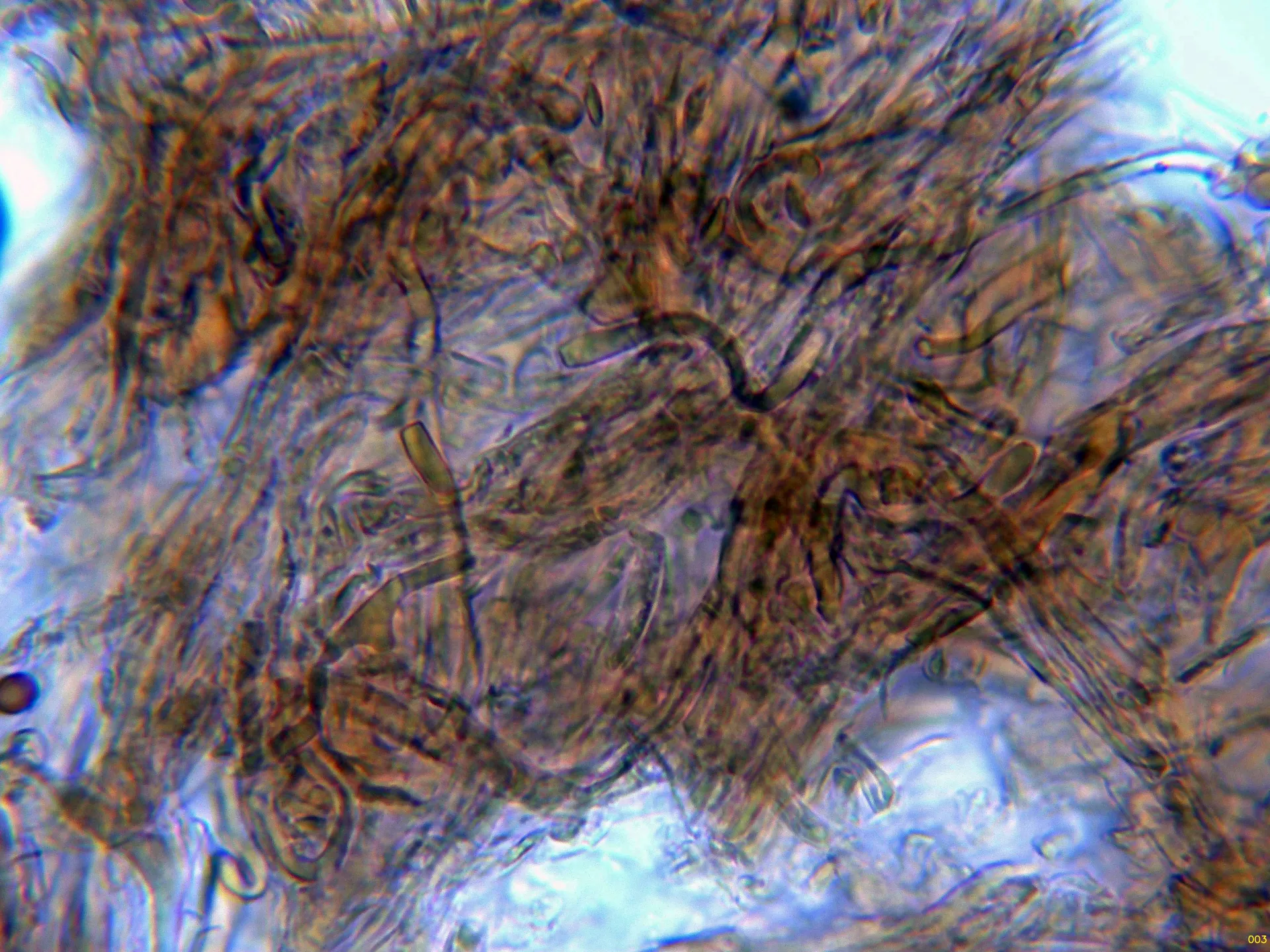 10 - Suprapellis agua-003